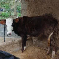 تلیسه سیمینتال