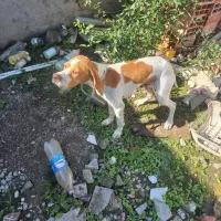 سگ شکاری|سگ|قائمشهر, |دیوار