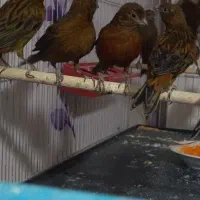 قناری سوخته،کبالت،ردبلک