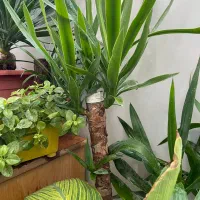 گل و گیاه فروش کلی با قیمت پیشنهادی خودتون|گل و گیاه طبیعی|مشهد, توس (بلوار توس)|دیوار