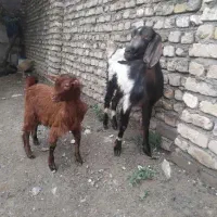 بز وبزغاله