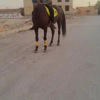 مادیون خالص|اسب و تجهیزات اسبسواری|خرمآباد, |دیوار