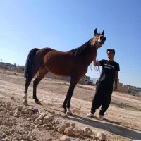 اسب نریان کرد|اسب و تجهیزات اسبسواری|خرامه, |دیوار