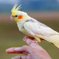 عروس هلندی دستی|پرنده|قرچک, میرزائی شمالی|دیوار