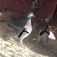 مسافتی|پرنده|زهک, |دیوار