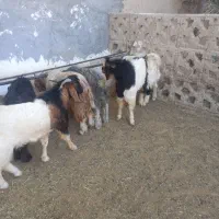 فروش کهره نر چاق|حیوانات مزرعه|لامرد, |دیوار