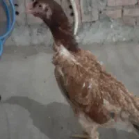 مرغ وخروس لاری|حیوانات مزرعه|بانه, |دیوار