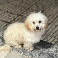 سگ پاپی|سگ|ساوه, |دیوار