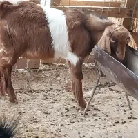 بز بزغاله|حیوانات مزرعه|مهران (ایلام), |دیوار