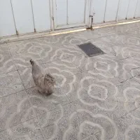 خروس ابریشمی فرانسوی|حیوانات مزرعه|هشتگرد, هشتگرد قدیم|دیوار