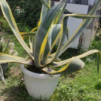 فروش گل با شرایط خوب