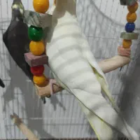 عروس هلندی