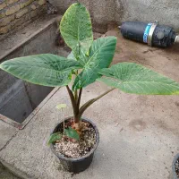 گل بابا آدم تنه قرمز|گل و گیاه طبیعی|هشتگرد, شهرک گلخانه|دیوار