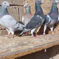 کبوتر پلاکی مسافتی آردن موریس دلبر  ،جوجه آلمانی