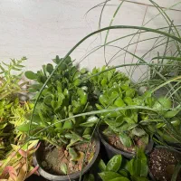 خانه گل و گیاه آنلاین و حضوری