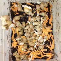 حلزون رایگان برایه پرورش
