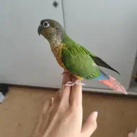 جفت گرینچیک|پرنده|فریدونشهر, |دیوار