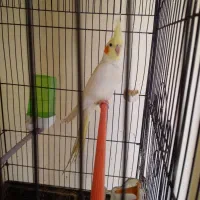 معاوضه فقط باجوجه خروس اوشامو