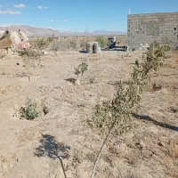 باغ با درختان 3 ساله