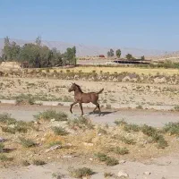 کره مادیون شجره دار|اسب و تجهیزات اسب‌سواری|شیراز, شاهچراغ|دیوار