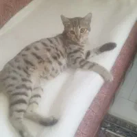 واگذاری گربه|گربه|ارومیه, |دیوار