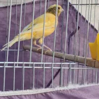 قناری جوان|پرنده|شوش, |دیوار