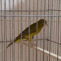 قناری|پرنده|داراب, |دیوار