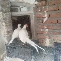 پرنده زینتی