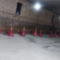 اجاره ای دامداری