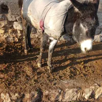 الاغ 3ساله گوسفندی