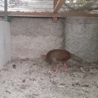 ماده سیلور ۵ ماهه ،اول‌فصلی  مناسب گله مولد