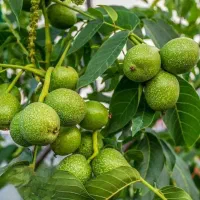 فروش ویژه نهال|گل و گیاه طبیعی|قم, آزادگان|دیوار