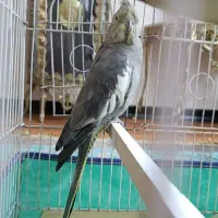 عروس هلندی نر