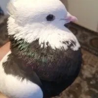 کبوتر|پرنده|یاسوج, |دیوار