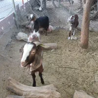 گوسفند و بز فروشی