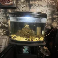 آکواریم آبشور|ماهی|تهران, شمس‌آباد|دیوار