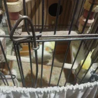 دو جفت عروس هلندی مولد