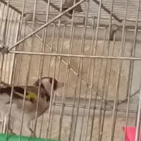 فنچ بنگالی.سهره ماده|پرنده|کرمانشاه, |دیوار