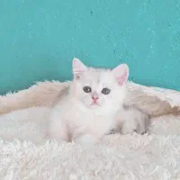 بریتیش شورت هیر ماده