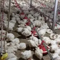 استخدام کارگرمرغداری سرایداری