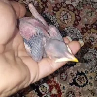 کبوتر و جوجه مینا|پرنده|سبزوار, باهنر|دیوار