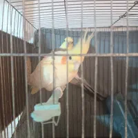 عروس هلندی جفت|پرنده|قوچان, |دیوار