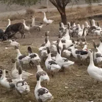 غازمحلی فروشی