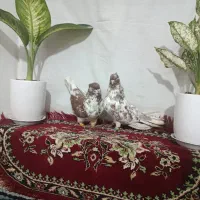 یک جفت کبوتر گرگ آماده جوجه کشی عاص عاص