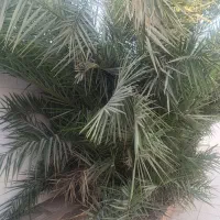 نخل|گل و گیاه طبیعی|اهواز, دغاغله|دیوار