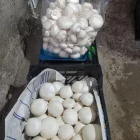 فروش عمده قارچ دکمه ای با کیفیت بالا|خوردنی و آشامیدنی|اصفهان, ارغوانیه|دیوار