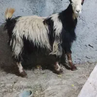 بز . بزغاله آبستن دو قلو جنس دار استثنایی