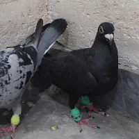 کبوتر خارجی