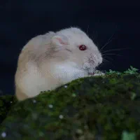 (۲ تا همستر بند انگشتی)