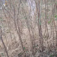 فروش نهال|خدمات باغبانی و درختکاری|نی‌ریز, |دیوار